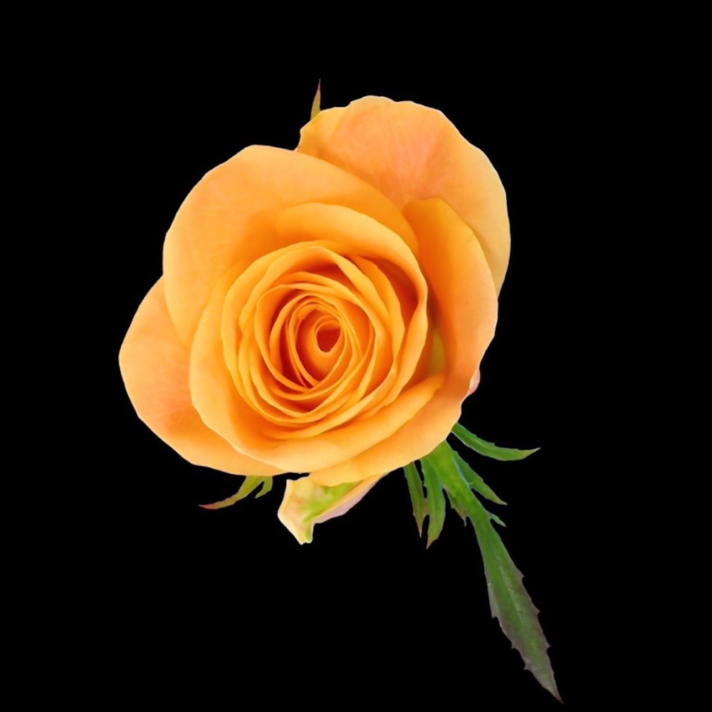 Meet your Posher, Shemika